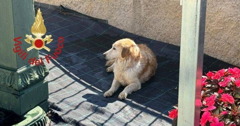 Mariano Comense cane nel canale